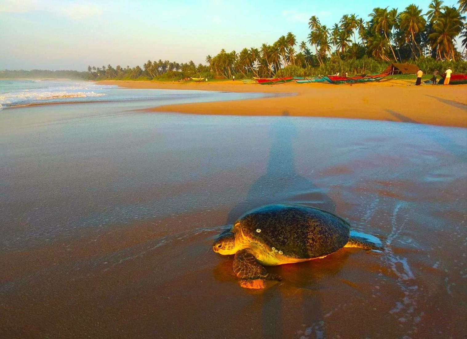 Sleeping Elephant Beach Resort Тангалла Экстерьер фото